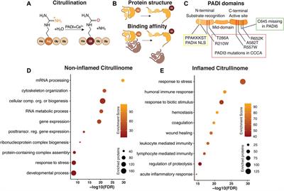 A Hairy Cituation – PADIs in Regeneration and Alopecia